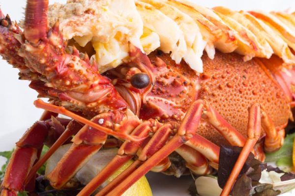 jornada de las langostas hotel astuy